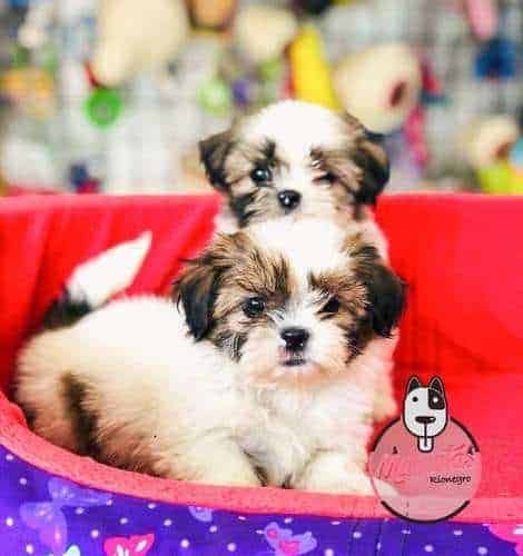 Espectaculares Cachorras Shitzu Mascotas Rionegro 1 Espectaculares Cachorras Shitzu Mascotas Rionegro