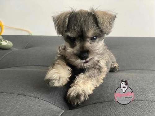 Espectacular Schnawzwer Hembra Mascotas Rionegro 1 Espectacular Schnawzwer Hembra Mascotas Rionegro