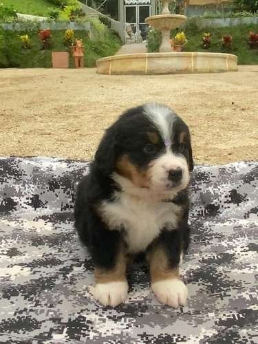 Perro Berna Mascotas Rionegro Medellín 2 Perro Berna Mascotas Rionegro Medellín - Image 2