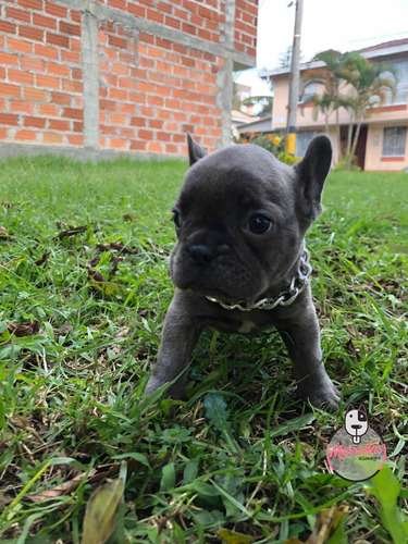 Cachorra Bulldog Frances Mascotas Rionegro Medellín Bogotá 3 Cachorra Bulldog Frances Mascotas Rionegro Medellín Bogotá - Image 3