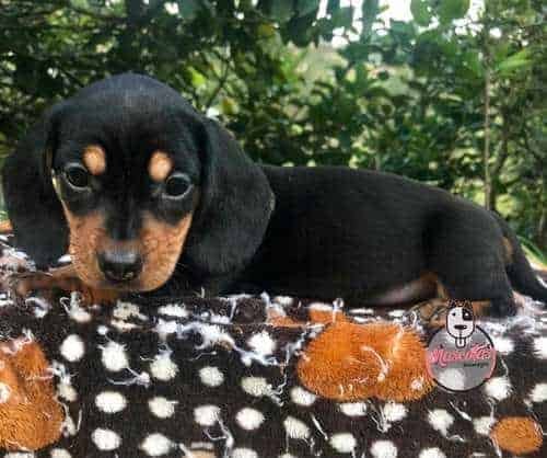 Espectaculares Teckel Mascotas Rionegro 1 Espectaculares Teckel Mascotas Rionegro