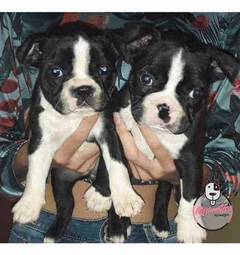 Espectaculares Cachorros Boston Terrier Mascotas Rionegro 3 Espectaculares Cachorros Boston Terrier Mascotas Rionegro - Image 3