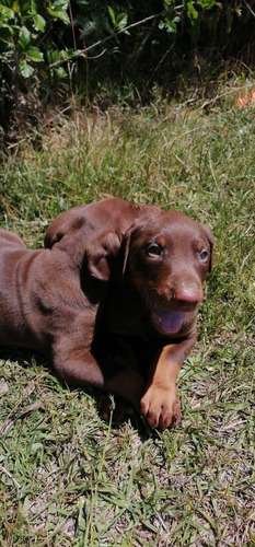Doberman precio en Montería 4 Doberman precio en Montería - Image 4