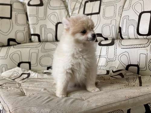 Precio Pomerania Mini en Sincelejo 4 Precio Pomerania Mini en Sincelejo - Image 4