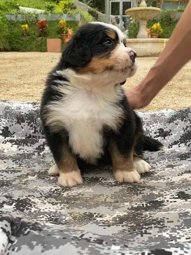 Perro Berna Mascotas Rionegro Medellín 1 Perro Berna Mascotas Rionegro Medellín