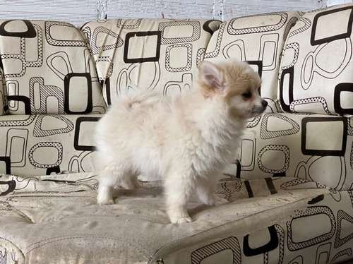 Precio Pomerania Mini en Sincelejo 3 Precio Pomerania Mini en Sincelejo - Image 3