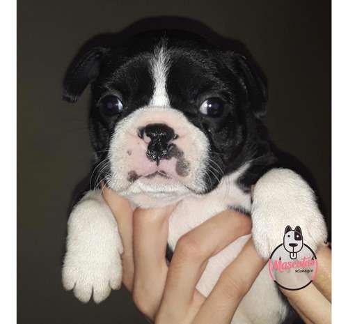 Espectaculares Cachorros Boston Terrier Mascotas Rionegro 1 Espectaculares Cachorros Boston Terrier Mascotas Rionegro