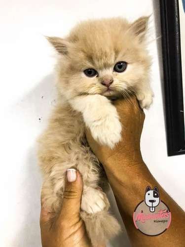 Precio Gatos Persa en Cali 4 Precio Gatos Persa en Cali - Image 4