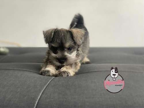 Espectacular Schnawzwer Hembra Mascotas Rionegro 5 Espectacular Schnawzwer Hembra Mascotas Rionegro - Image 5