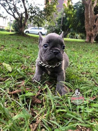 Cachorra Bulldog Frances Mascotas Rionegro Medellín Bogotá 5 Cachorra Bulldog Frances Mascotas Rionegro Medellín Bogotá - Image 5