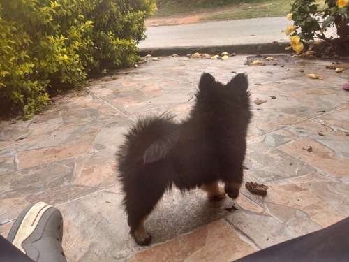 Pomerania Mini precio en Cúcuta 2 Pomerania Mini precio en Cúcuta - Image 2