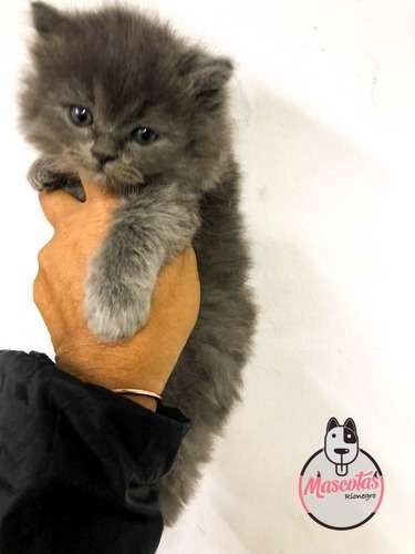 Precio Gatos Persa en Cali 3 Precio Gatos Persa en Cali - Image 3