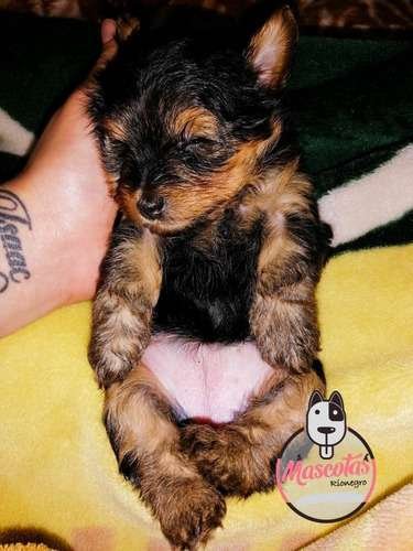 Perros Yorkshire Disponibles Mascotas Medellin 4 Perros Yorkshire Disponibles Mascotas Medellin - Image 4