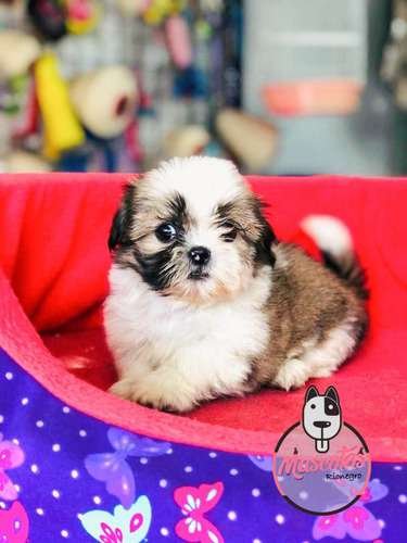 Espectaculares Cachorras Shitzu Mascotas Rionegro 2 Espectaculares Cachorras Shitzu Mascotas Rionegro - Image 2