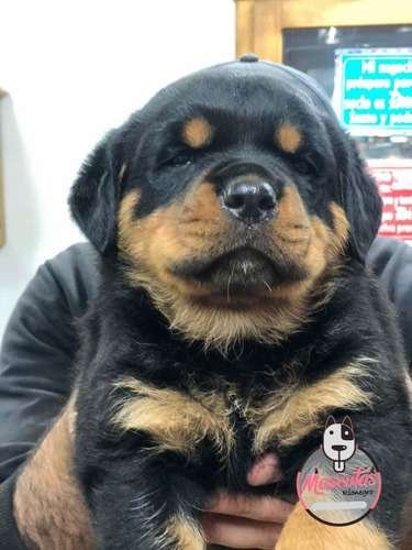 Venta De Rotweiler Cachorro en Medellin 1 Venta De Rotweiler Cachorro en Medellin - Image 2