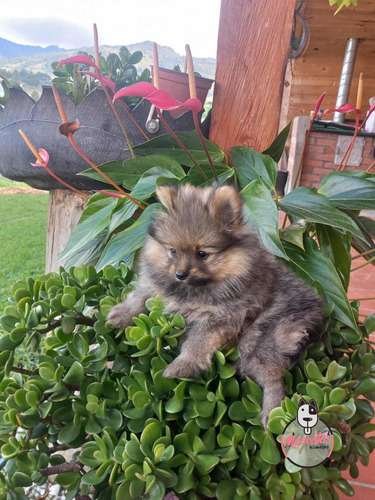 Espectacular Pomerania Ruso Mascotas Rionegro 6 Espectacular Pomerania Ruso Mascotas Rionegro - Image 6