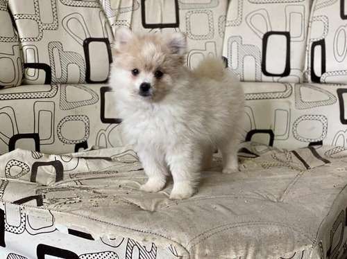 Precio Pomerania Mini en Sincelejo 2 Precio Pomerania Mini en Sincelejo - Image 2