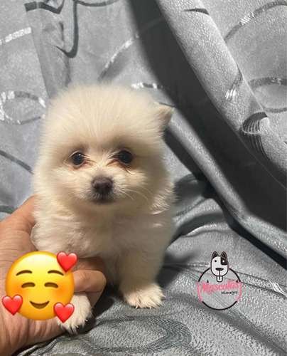 Espectacular Pomerania Mascotas Rionegro 3 Espectacular Pomerania Mascotas Rionegro - Image 3