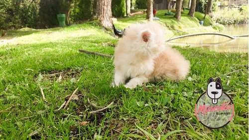 Espectaculares Gatos Persa Rionegro 2 Espectaculares Gatos Persa Rionegro - Image 3