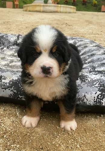 Perro Berna Mascotas Rionegro Medellín 3 Perro Berna Mascotas Rionegro Medellín - Image 3