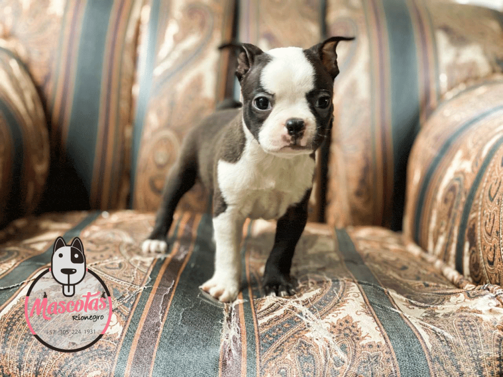 Optimizado boston terrier
