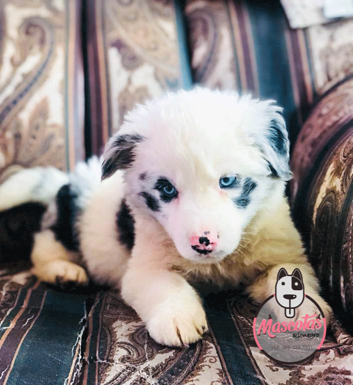 optimizadp Cachorro Border collie Mascotas Medellin Bogota Cali 02 e1660186185163