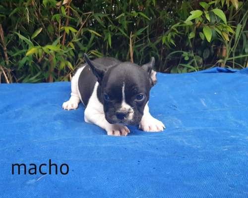 Precio Bulldog Francés en Valledupar 3 Precio Bulldog Francés en Valledupar - Image 3