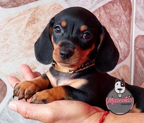 Venta de perros Teckel Negros Barranquilla 1 Venta de perros Teckel Negros Barranquilla