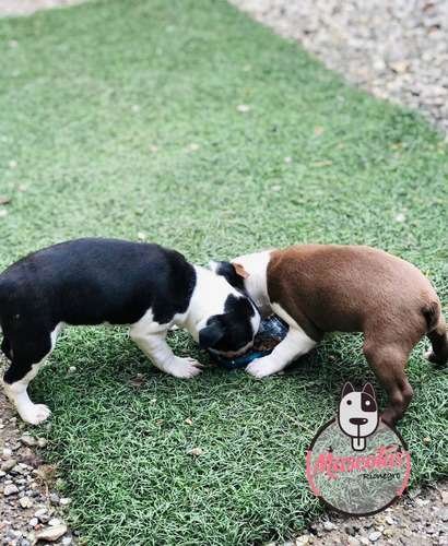 Criadero Boston Terrier En Medellin Bogota 1 Criadero Boston Terrier En Medellin Bogota