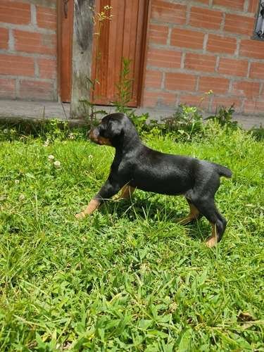 Precio Doberman en Valledupar 1 Precio Doberman en Valledupar