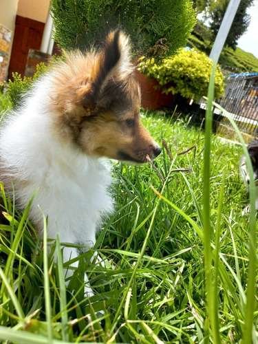 Pastor Shetland Comprar 1 Pastor Shetland Comprar