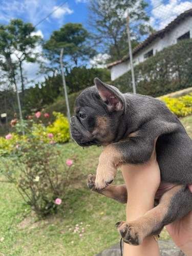 Perros En Venta Bulldog Frances Bogota 2 Perros En Venta Bulldog Frances Bogota - Image 2