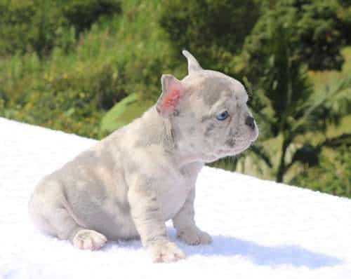 Bulldog Frances Cachorro Precio Mascotas Medellin Bogota 2 Bulldog Frances Cachorro Precio Mascotas Medellin Bogota - Image 3