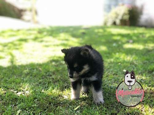 Venta De Pomsky 1 Venta De Pomsky