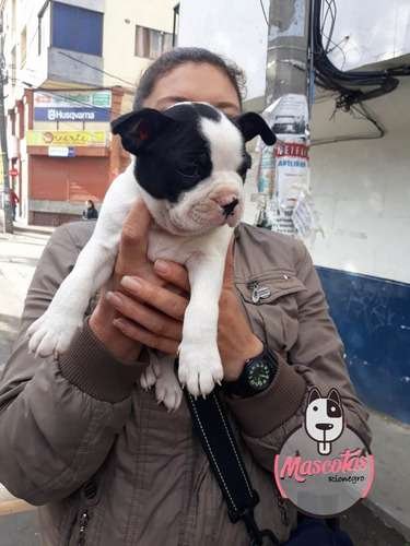 Criaderos Boston Terrier En Cali 2 Criaderos Boston Terrier En Cali - Image 2