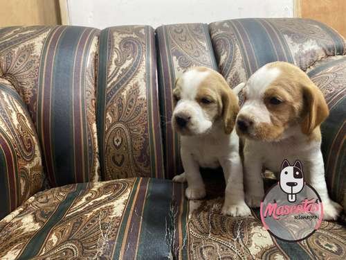 Beagle Limon enano precio 2 Beagle Limon enano precio - Image 2