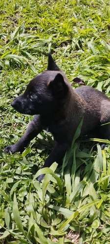 Precio De Pastor Belga Cali 1 Precio De Pastor Belga Cali