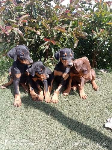 Doberman precio en Popayán 1 Doberman precio en Popayán
