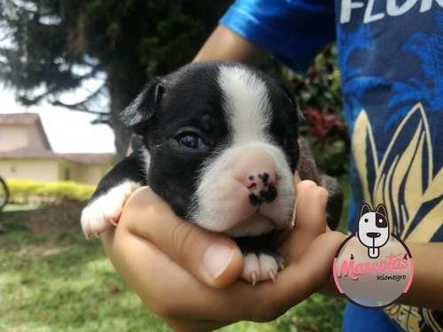 Perro Boston terrier precio 1 Perro Boston terrier precio