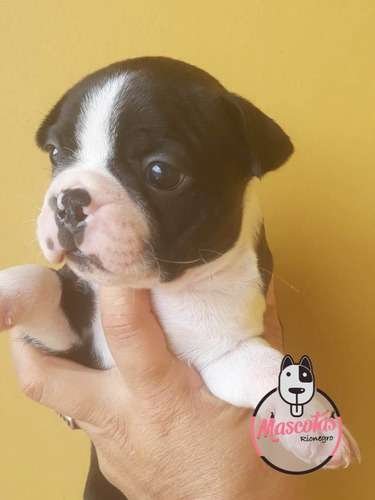 Criadero Boston Terrier En Medellin Bogota 2 Criadero Boston Terrier En Medellin Bogota - Image 2