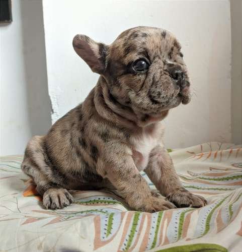Bulldog Frances Venta De Cachorros 1 Bulldog Frances Venta De Cachorros