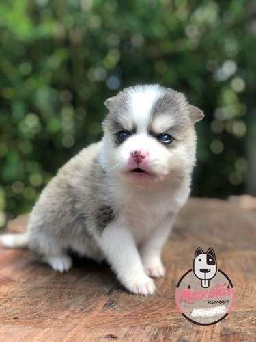 Precio Pomsky en Neiva 1 Precio Pomsky en Neiva