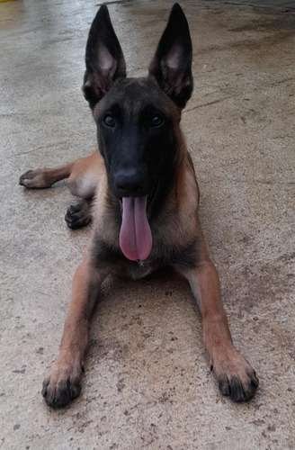 Venta Pastor Belga Barato 1 Venta Pastor Belga Barato