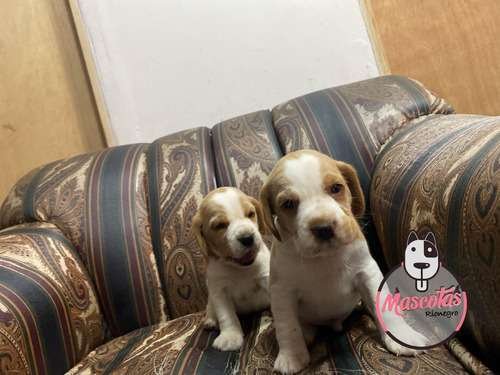 Beagle Limon enano precio 3 Beagle Limon enano precio - Image 3