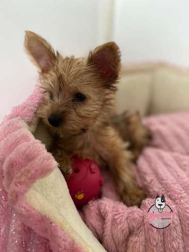 Yorkshire terrier Dorado Medellin y Bogota 1 Yorkshire terrier Dorado Medellin y Bogota