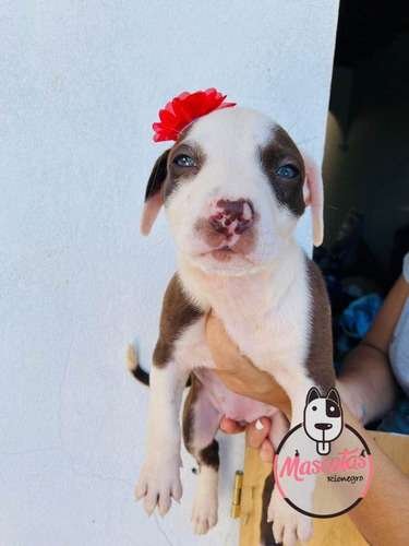 Precio American Pitbull Terrier 2 Precio American Pitbull Terrier - Image 2