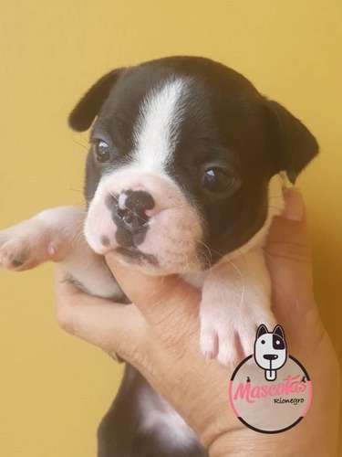Criadero Boston Terrier En Medellin Bogota 3 Criadero Boston Terrier En Medellin Bogota - Image 3