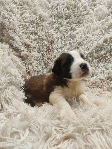 San Sernardos Cachorros Mascotas Rionegro Medellín 3 San Sernardos Cachorros Mascotas Rionegro Medellín - Image 3