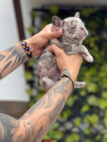 Precio Bulldog Francés en Neiva 1 Precio Bulldog Francés en Neiva