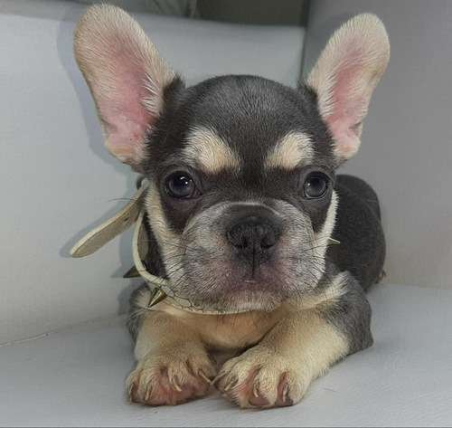 Bulldog Frances Lilac at Rionegro 3 Bulldog Frances Lilac at Rionegro - Image 3